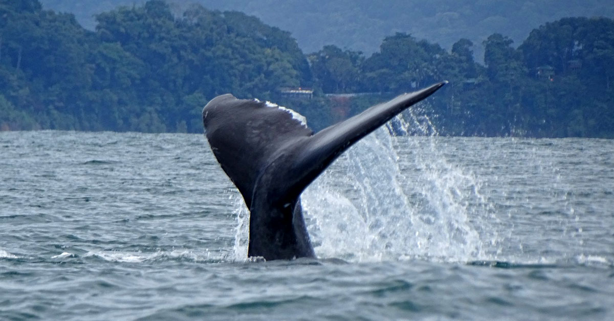 Balene in Costa Rica con Morpho Blu Viaggi
