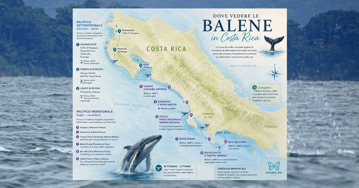 Balene in Costa Rica con Morpho Blu Viaggi