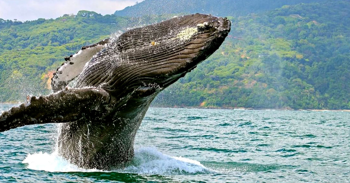 Balene in Costa Rica: quando vederle, dove andare e come con Morpho Blu Viaggi