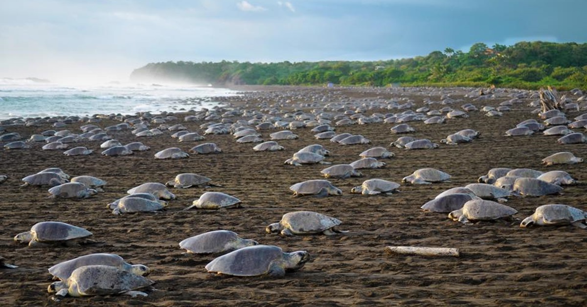 Le Riserve Naturali della Penisola di Nicoya